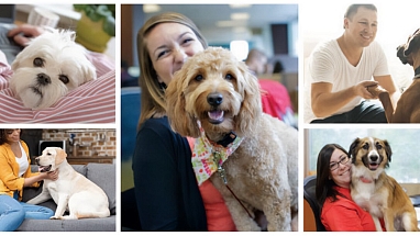 Better Cities for Pets