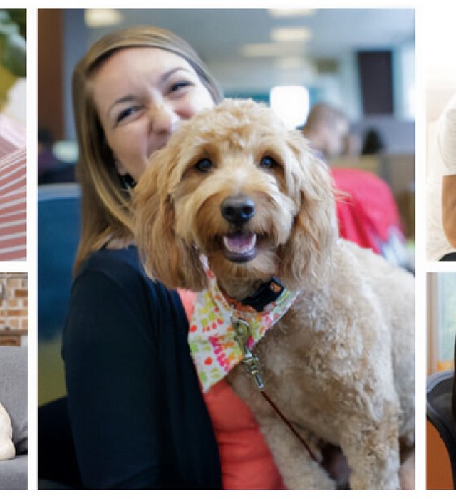 Better Cities for Pets