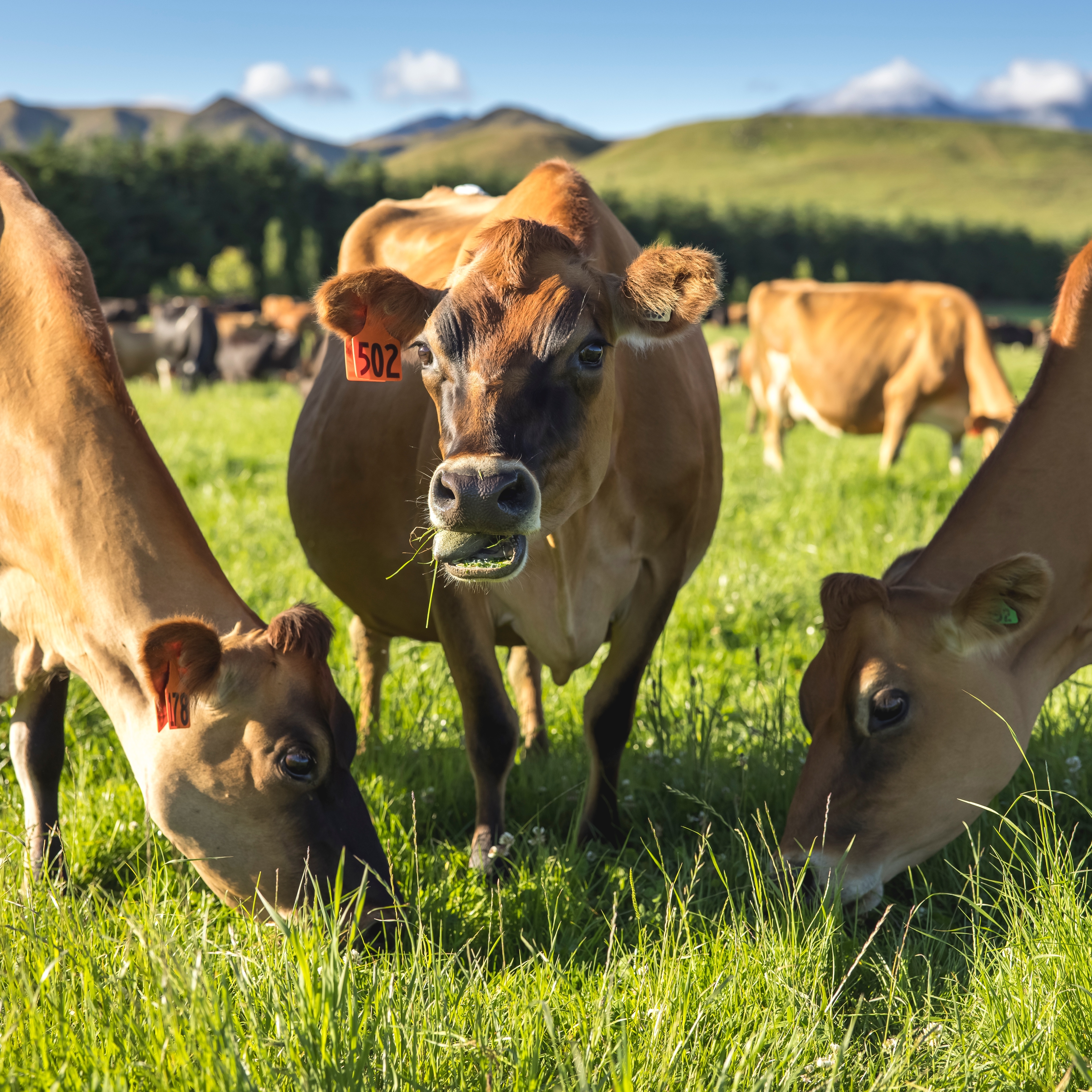 A close up of three cows grazing in a field