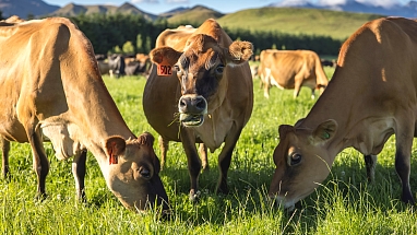 A close up of three cows grazing in a field