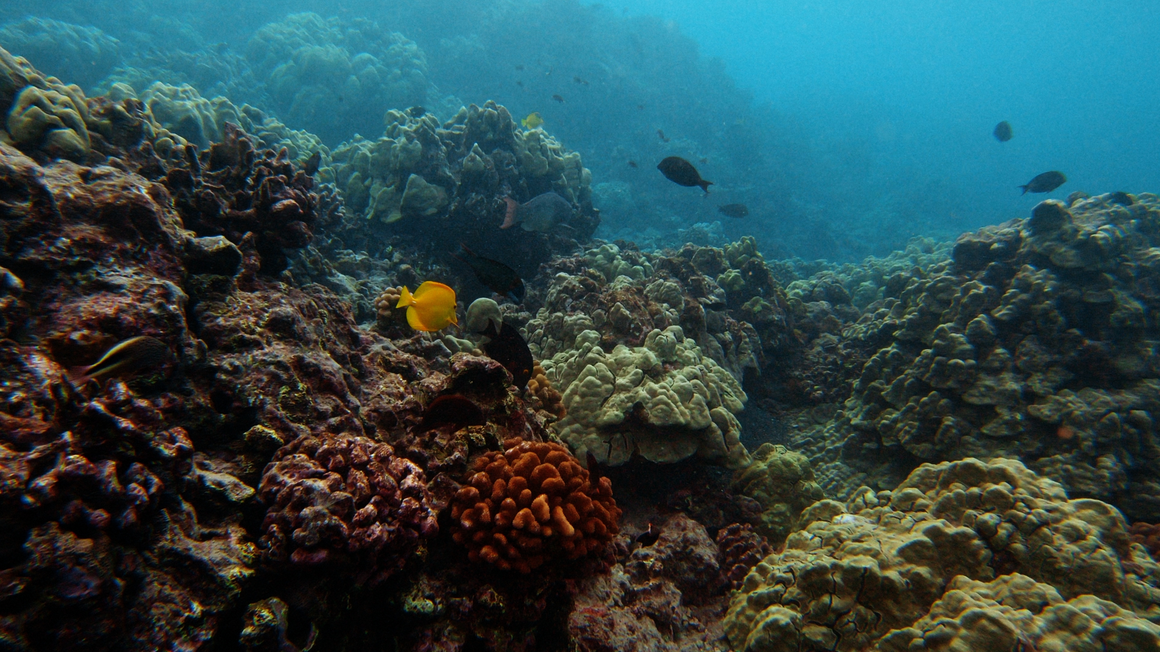 Underwater shot of coral reefs and fish