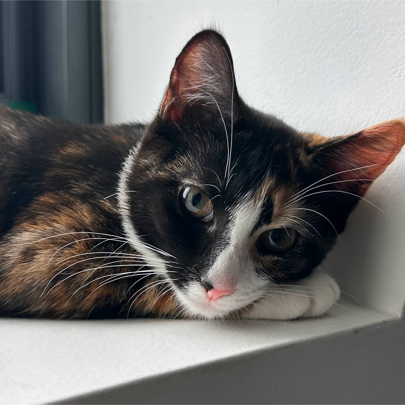 Cat on a windowsill