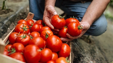Farmer with tomato crate