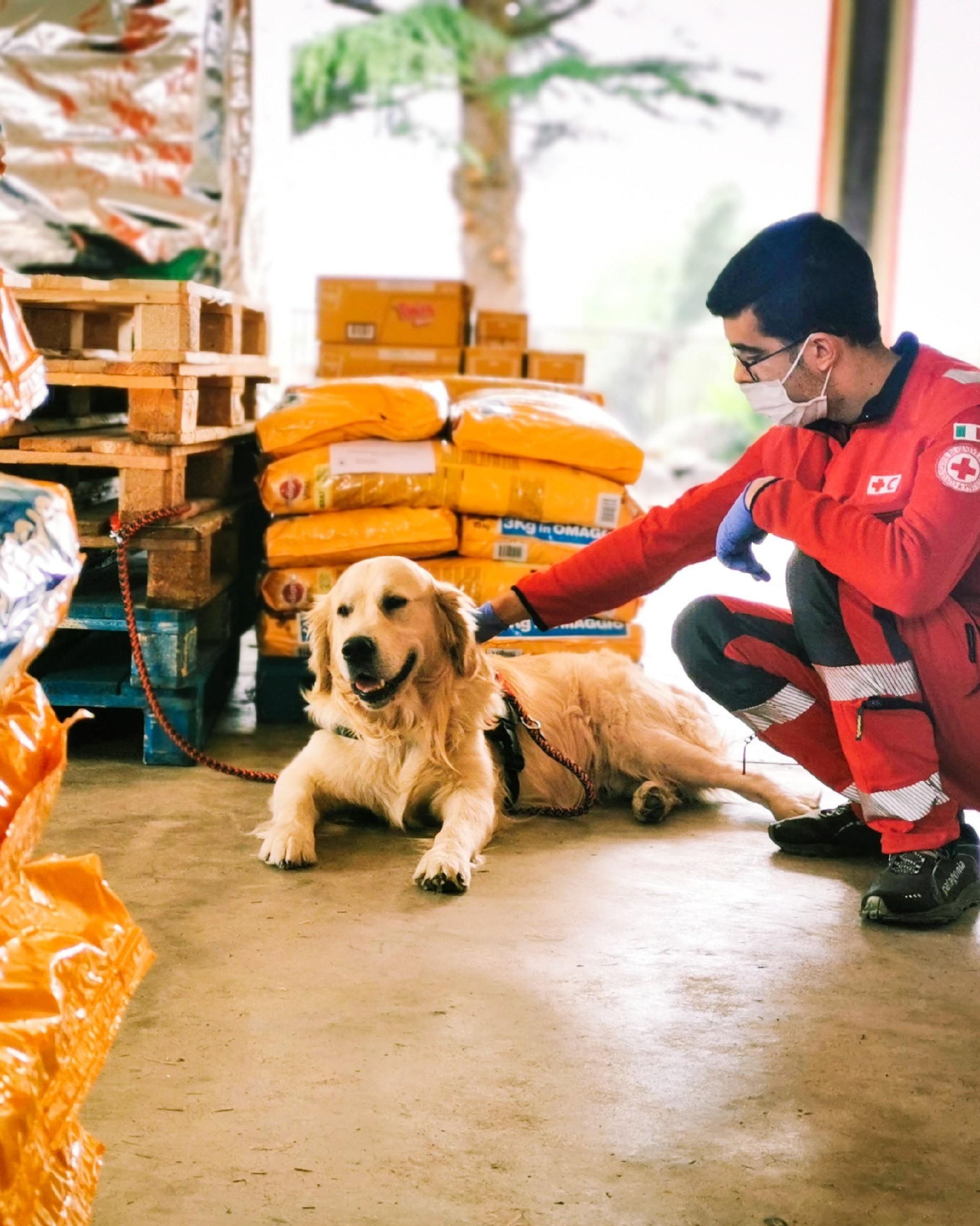 Dog with man and pedigree
