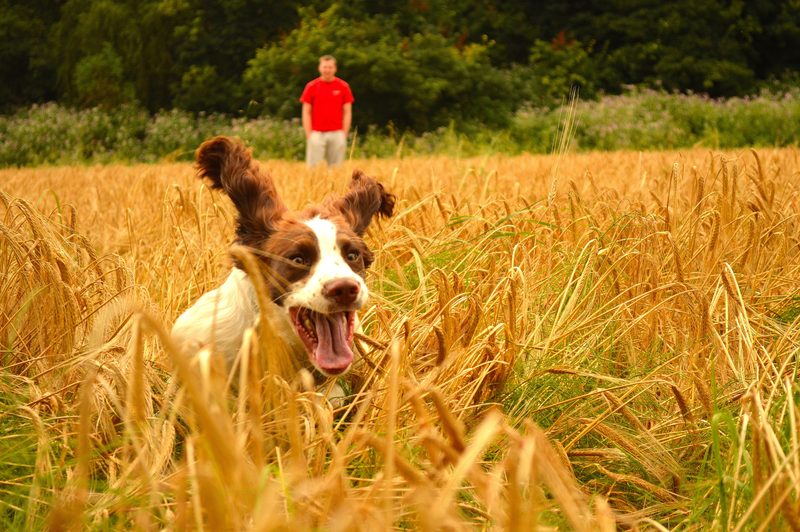 Excited dog running through a field