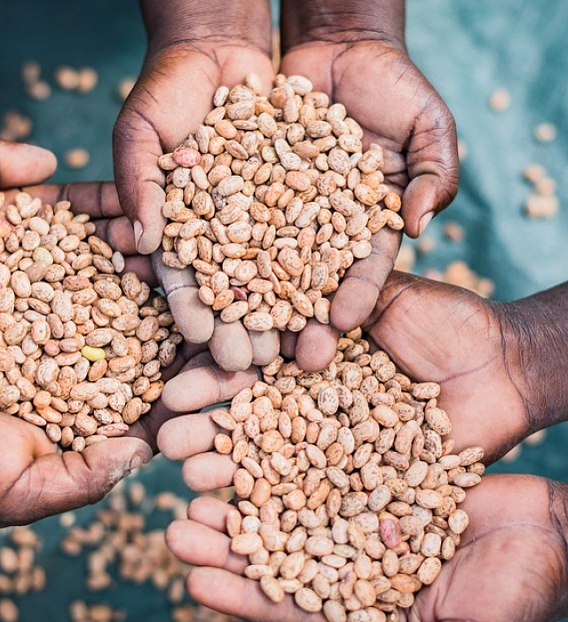 Hands holding beans