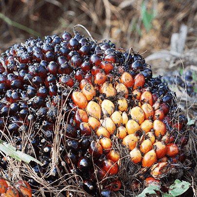 Palm oil fruit with multicolor berries