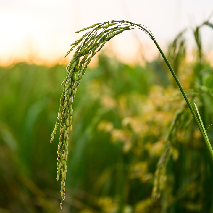 Rice crop growing in a field