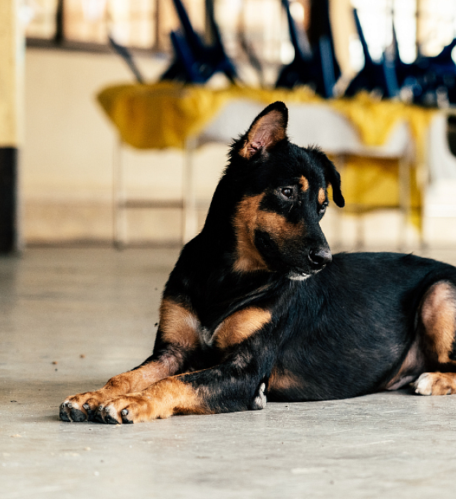 Black and brown dog sitting on the floor